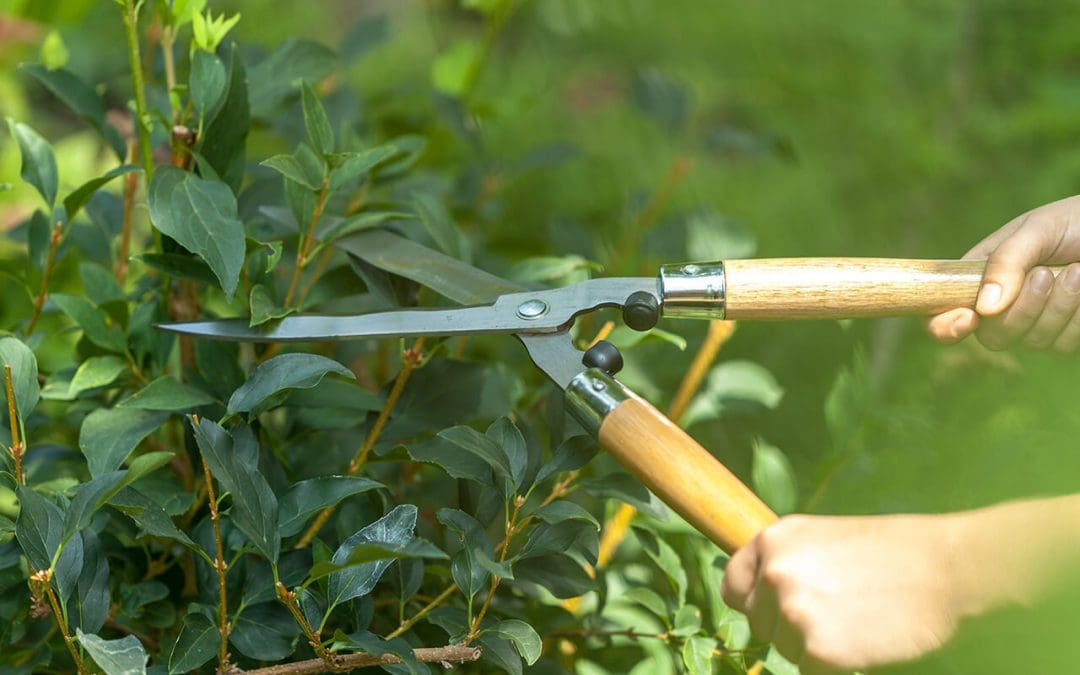 4 Ways to Repel Mosquitoes From Your Property