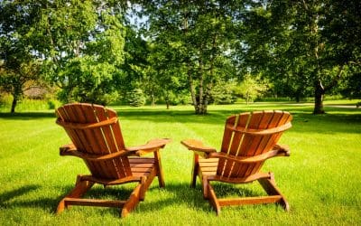 Caring for Trees in the Summer