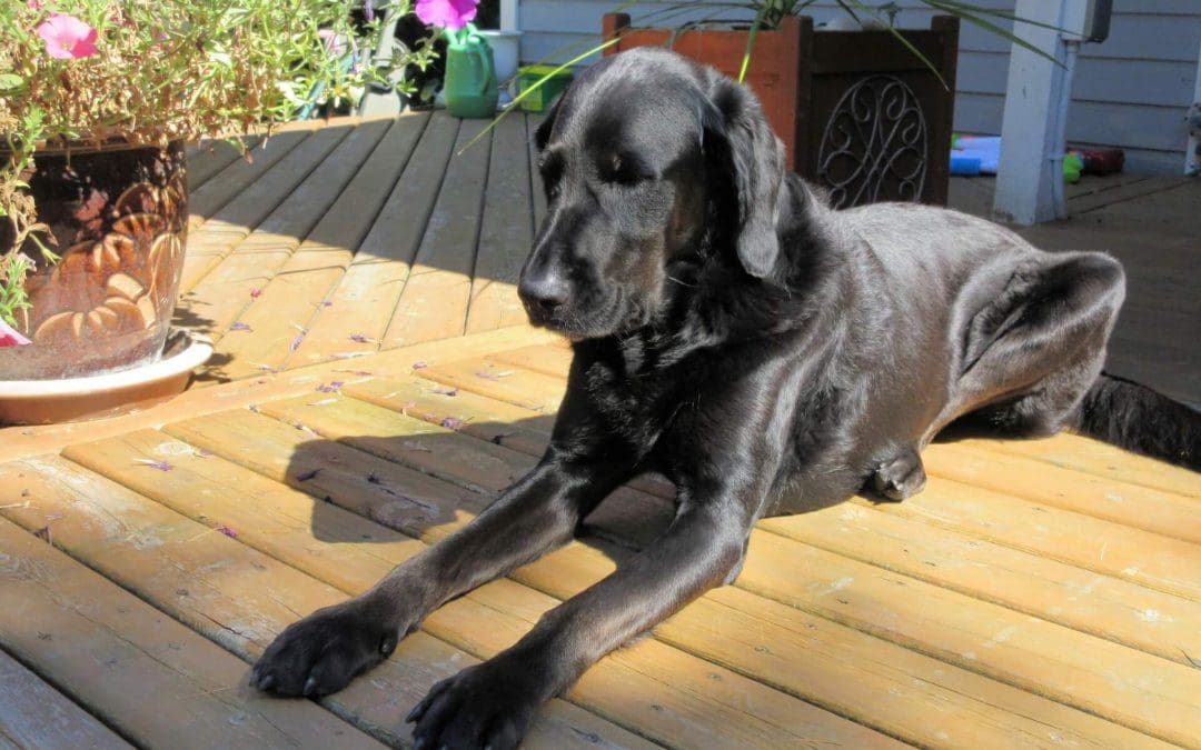 7 Home Cleaning Tips for Pet Owners