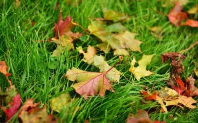 The Basics of Fall Lawn Care