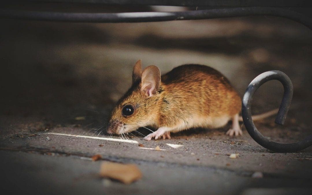 5 Ways to Make Your Home Unappealing to Pests