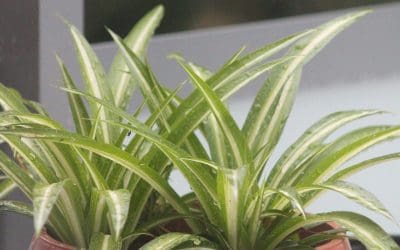 7 Common Pet-Safe Houseplants
