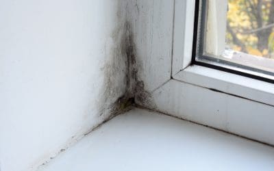 5 Tips to Prevent Mold Growth in Your Home