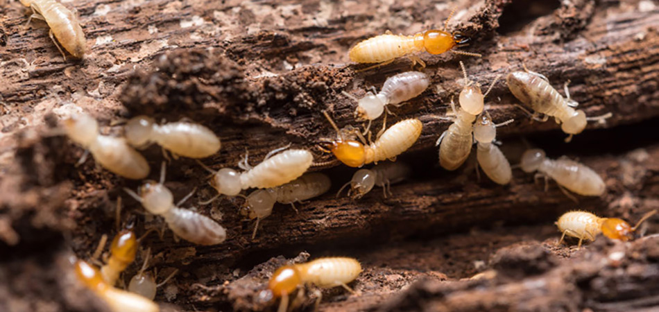 termites