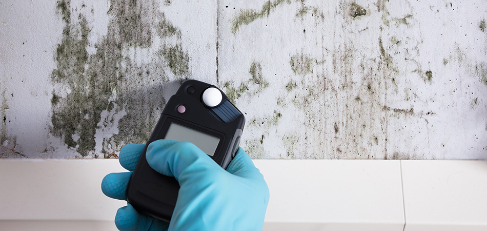 mold testing