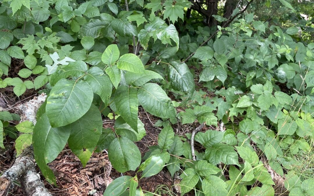 Remove Poison Ivy