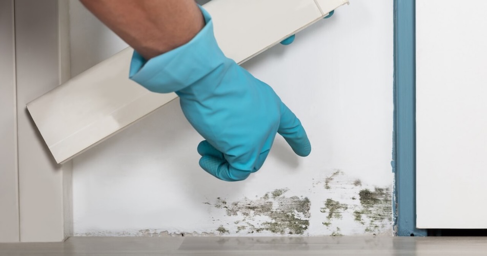 More Than Cleaning: The Right Way to Get Rid of Mold in Your Home